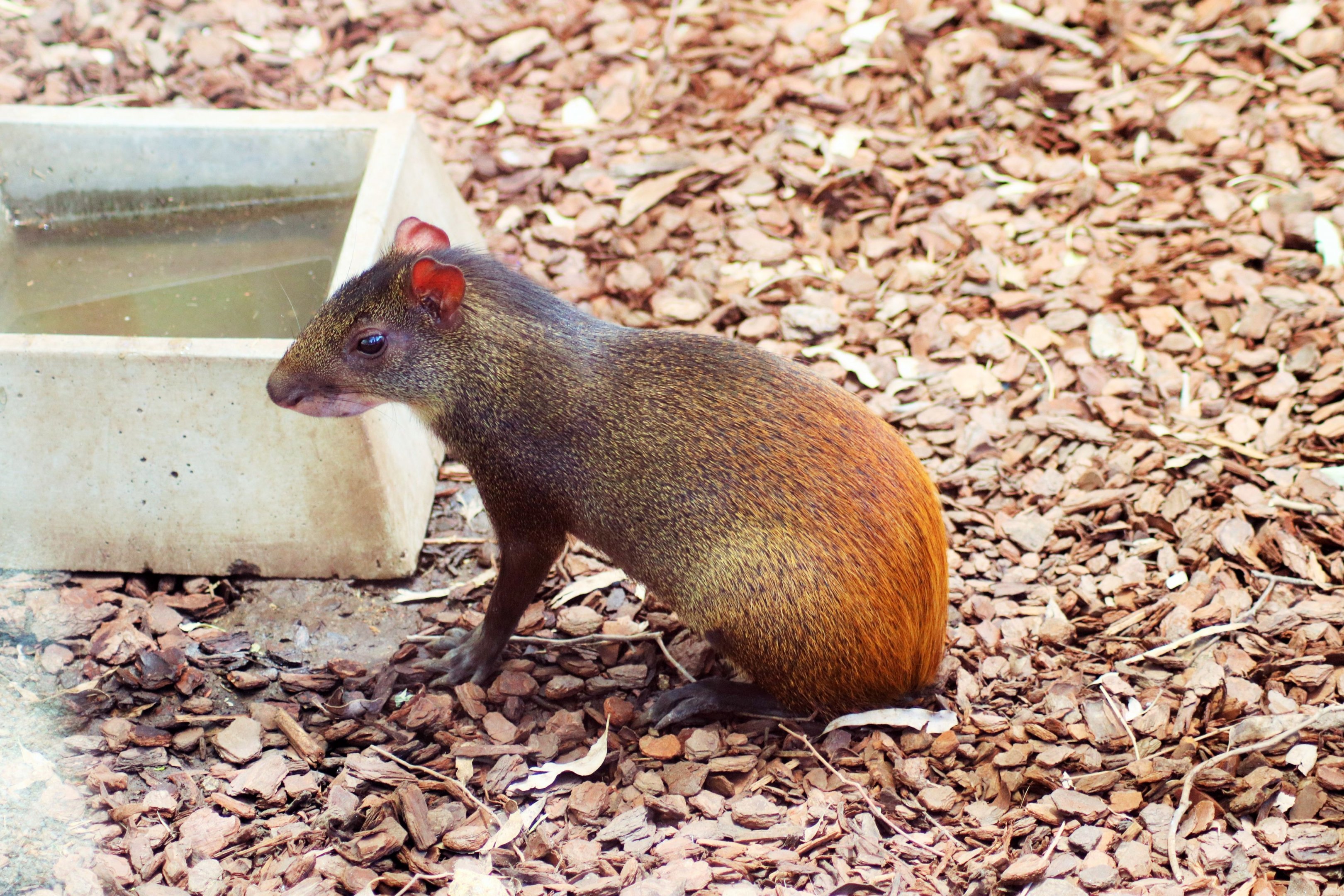 Red-rumped Agouti (Dasyprocta leporina)
