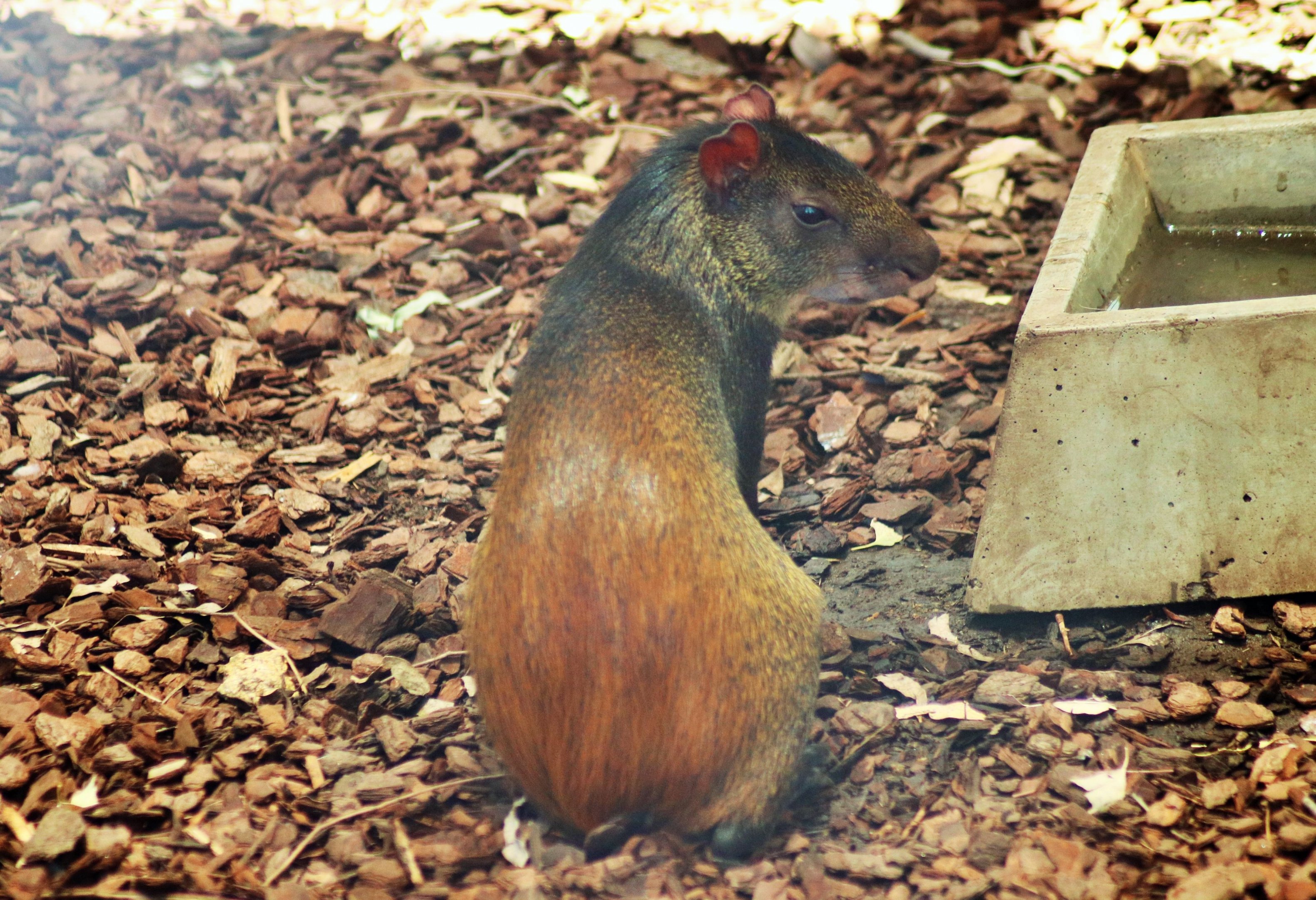Red-rumped Agouti (Dasyprocta leporina)