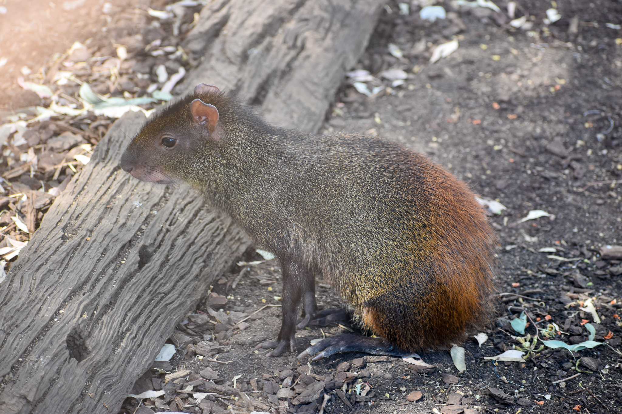 Red-rumped Agouti (Dasyprocta leporina)