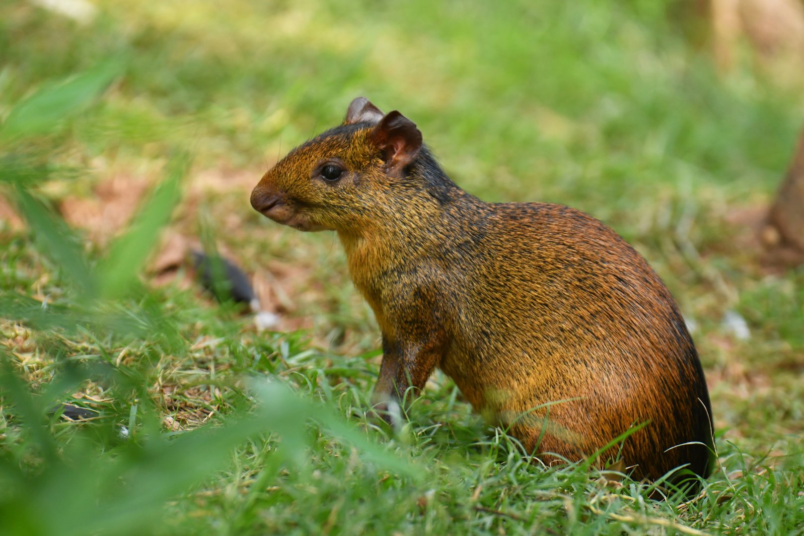 Red-rumped agouti (Dasyprocta leporina)