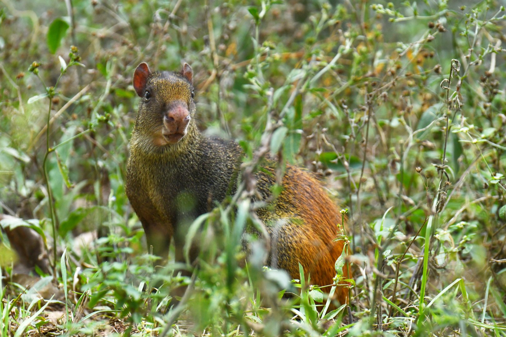 Red-rumped agouti (Dasyprocta leporina)