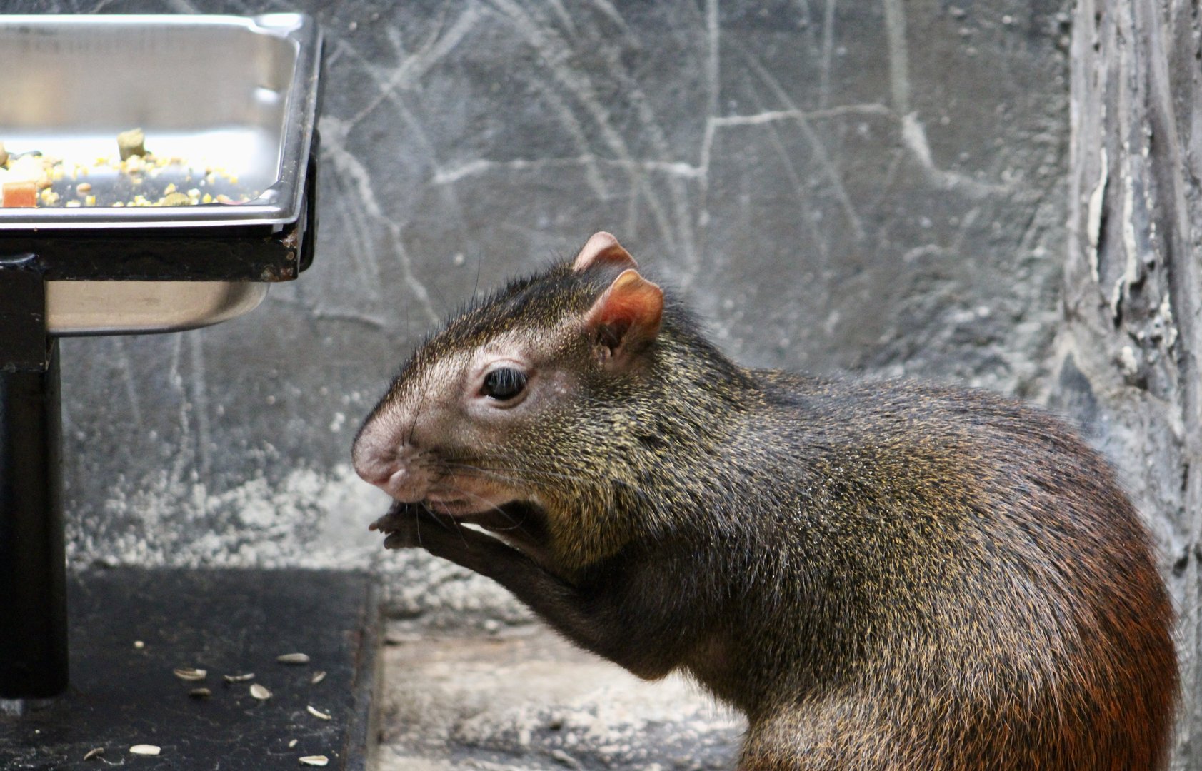 Red-Rumped Agouti (Dasyprocta leporina)
