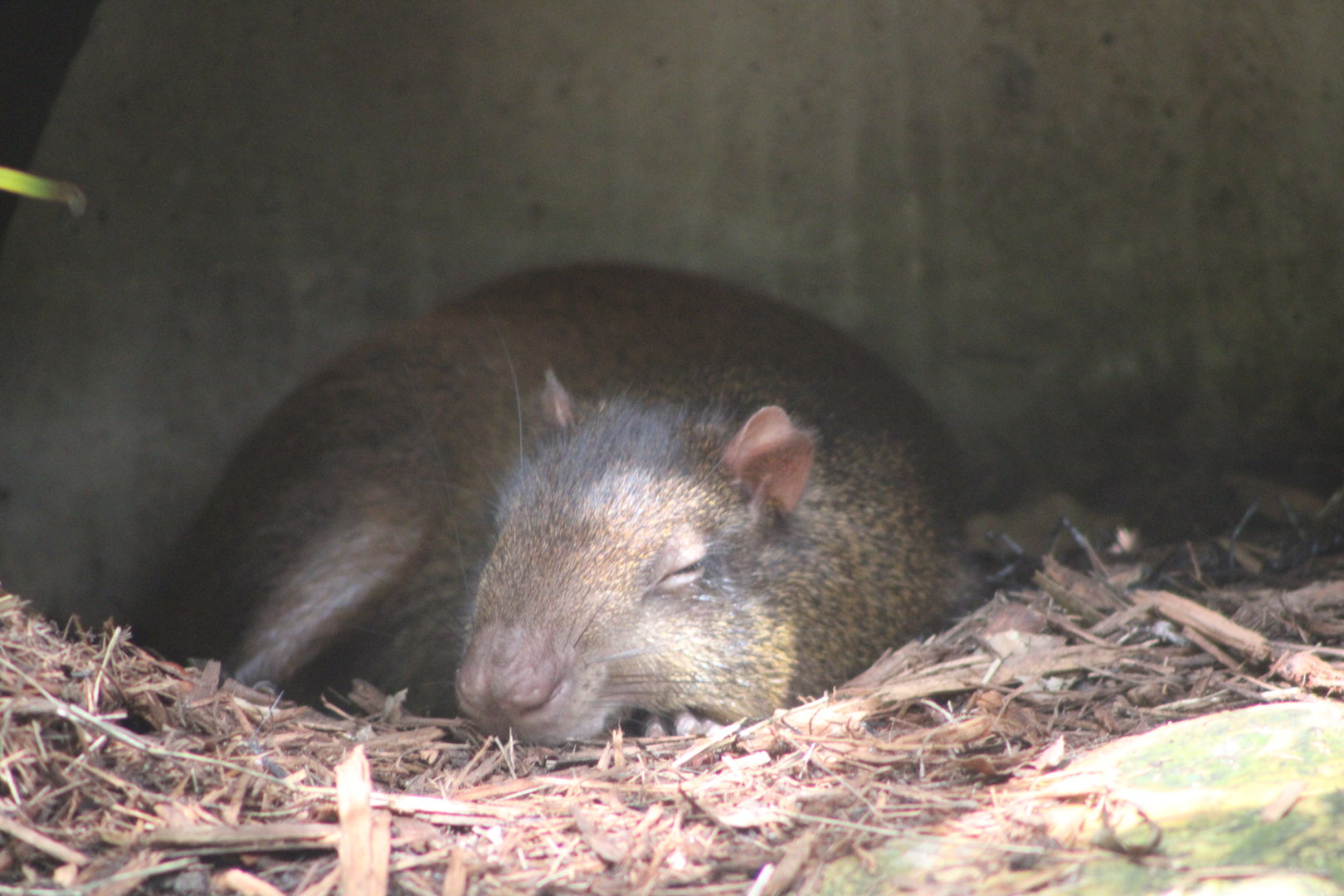 Red-Rumped Agouti (Dasyprocta leporina)