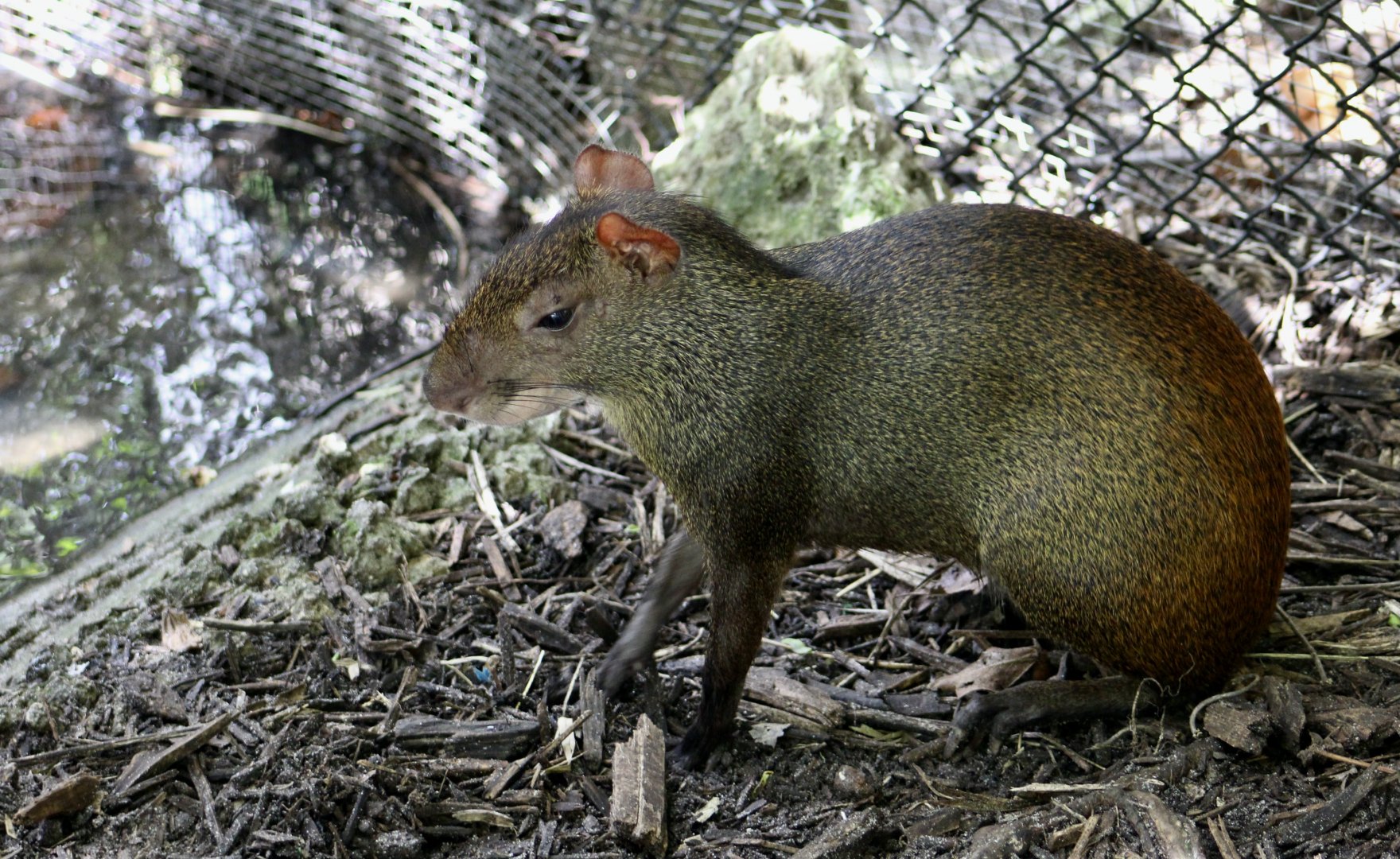 Red-Rumped Agouti (Dasyprocta leporina)