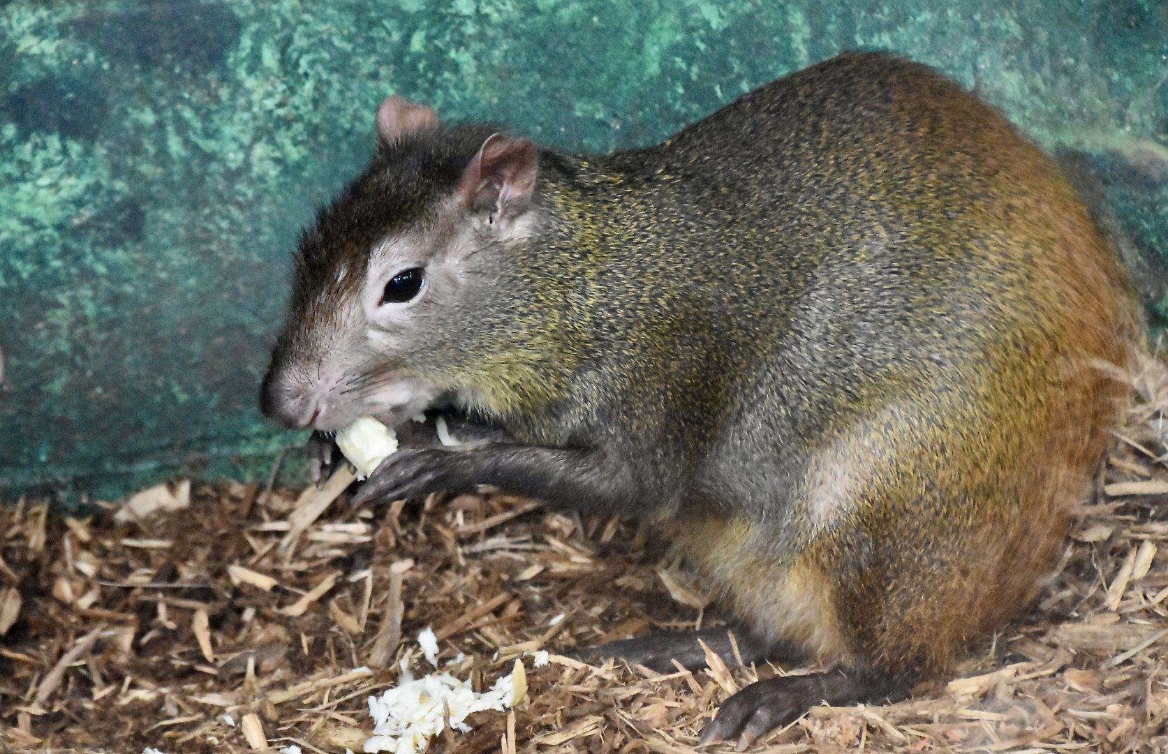 Red-Rumped Agouti (Dasyprocta leporina)