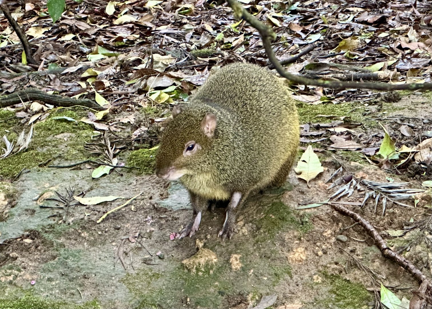 Red-rumped agouti (Dasyprocta leporina)