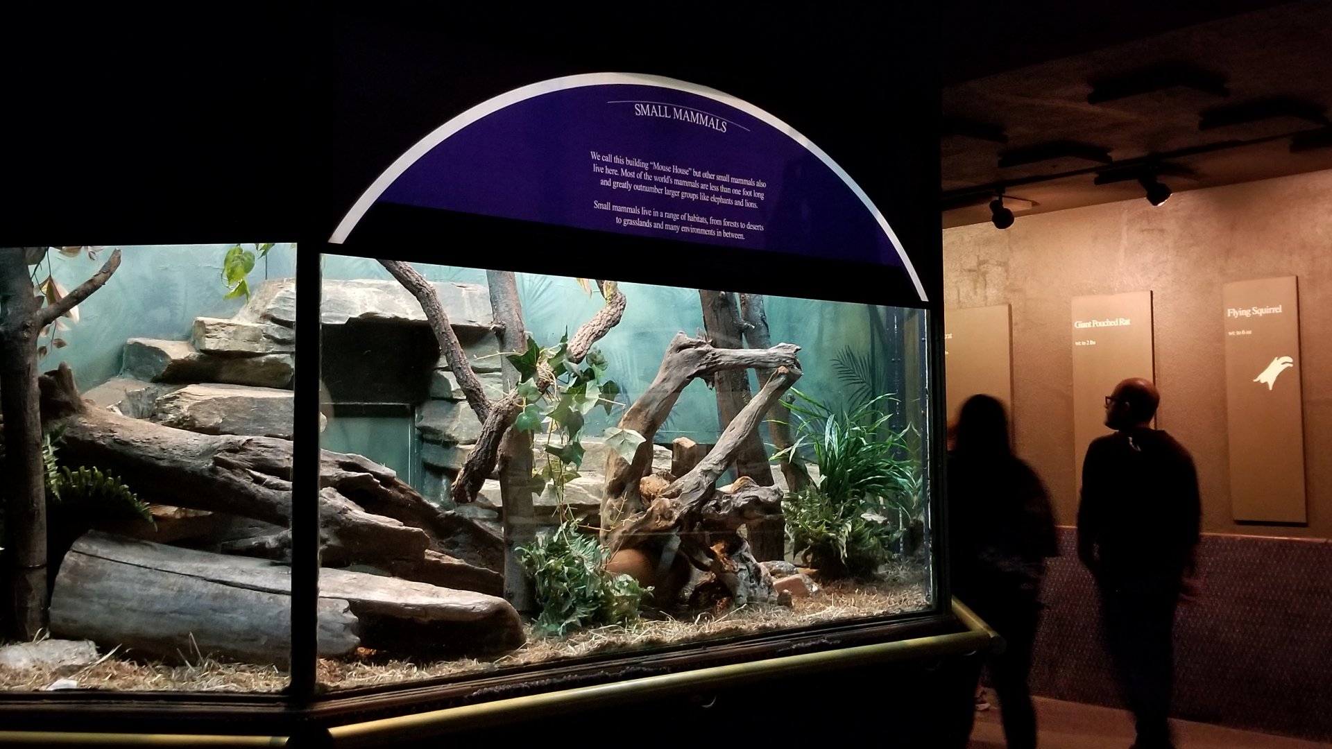 Red-rumped Agouti exhibit