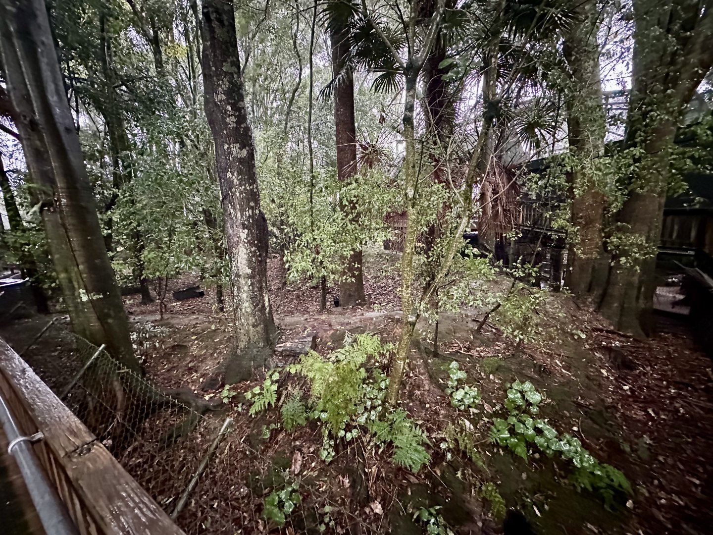 Red-rumped Agouti Exhibit