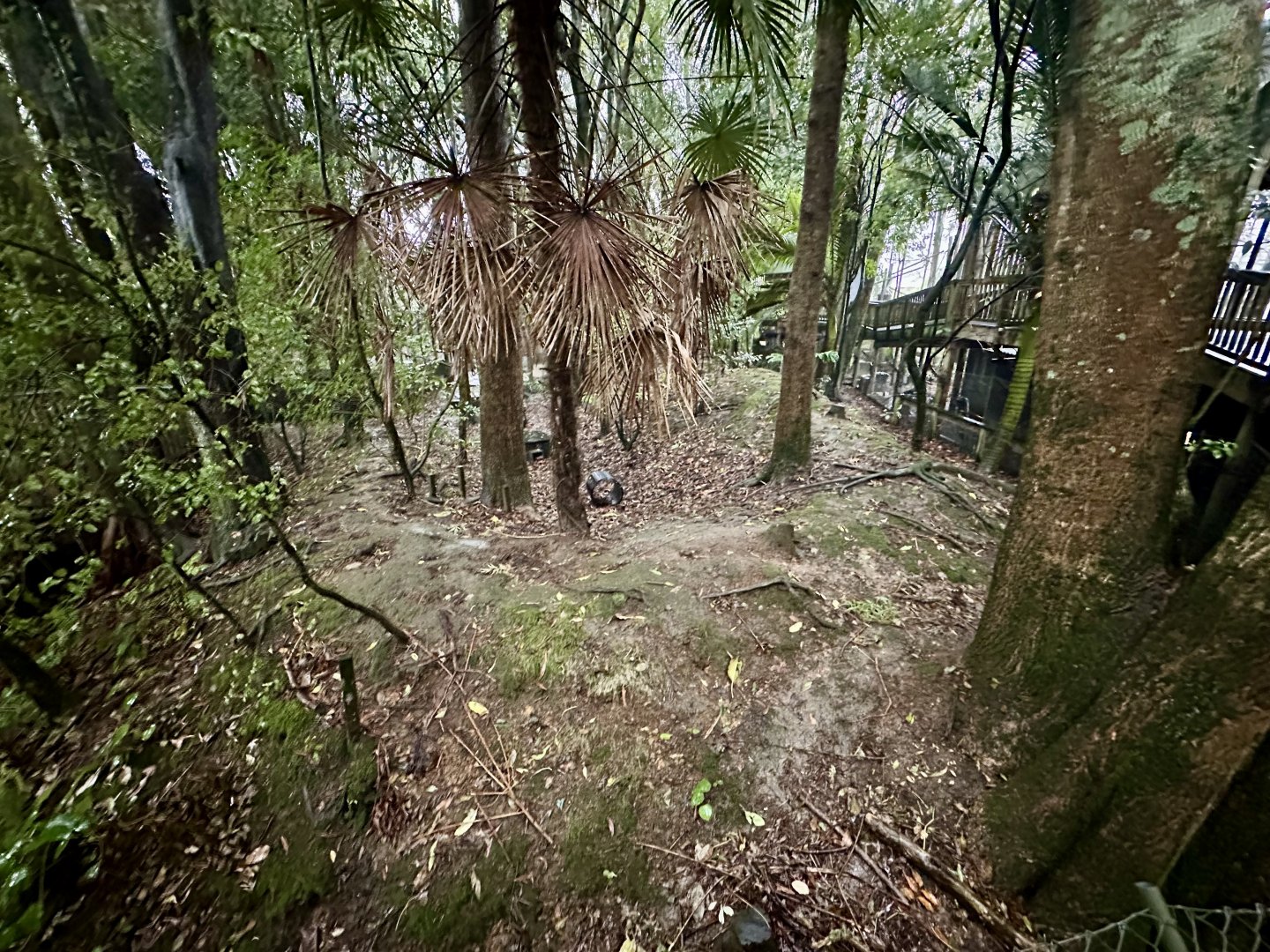 Red-rumped Agouti Exhibit