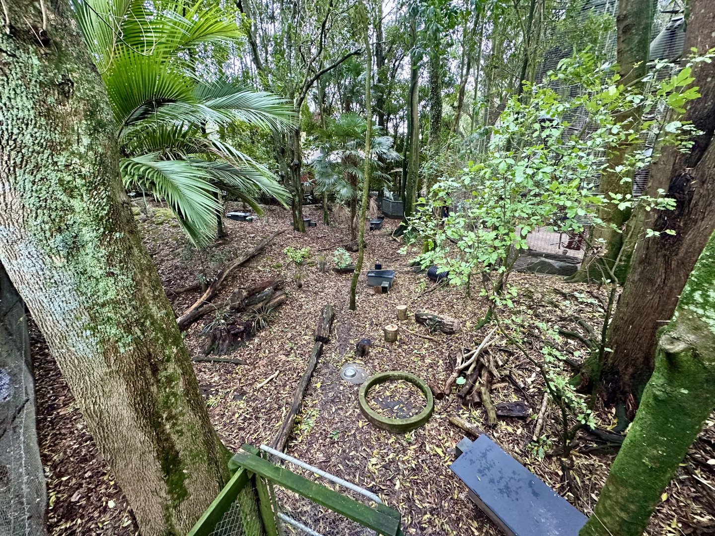 Red-rumped Agouti Exhibit