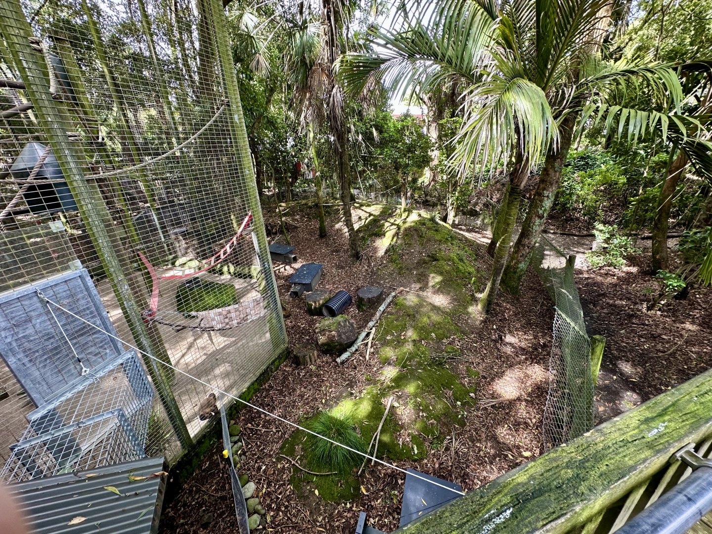 Red-rumped Agouti Exhibit