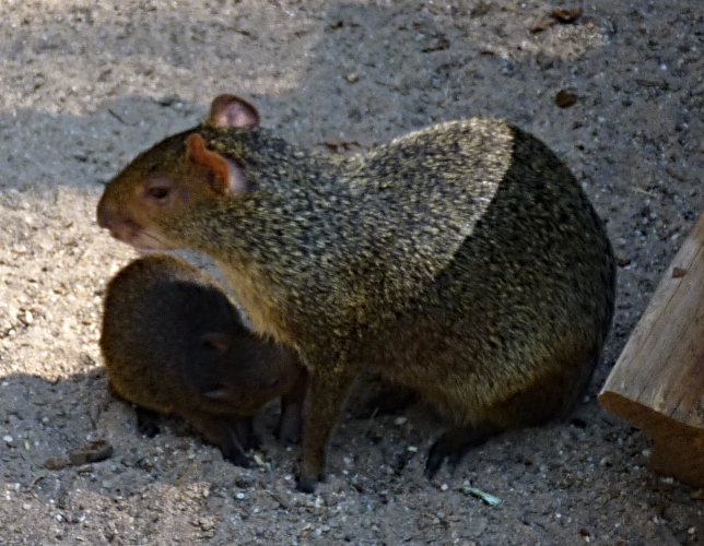 Red-rumped agouti milking offspring