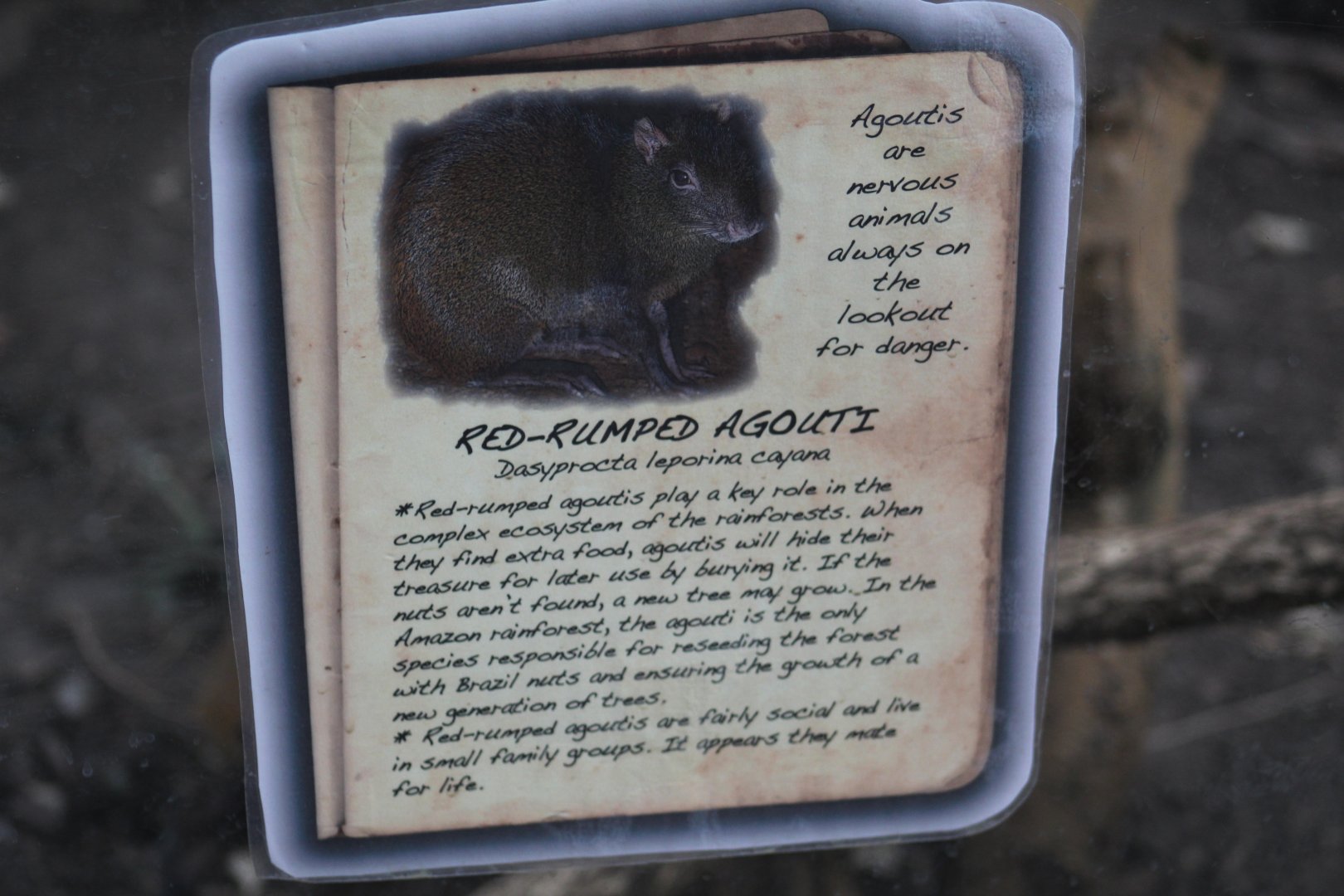 Red-Rumped Agouti Signage