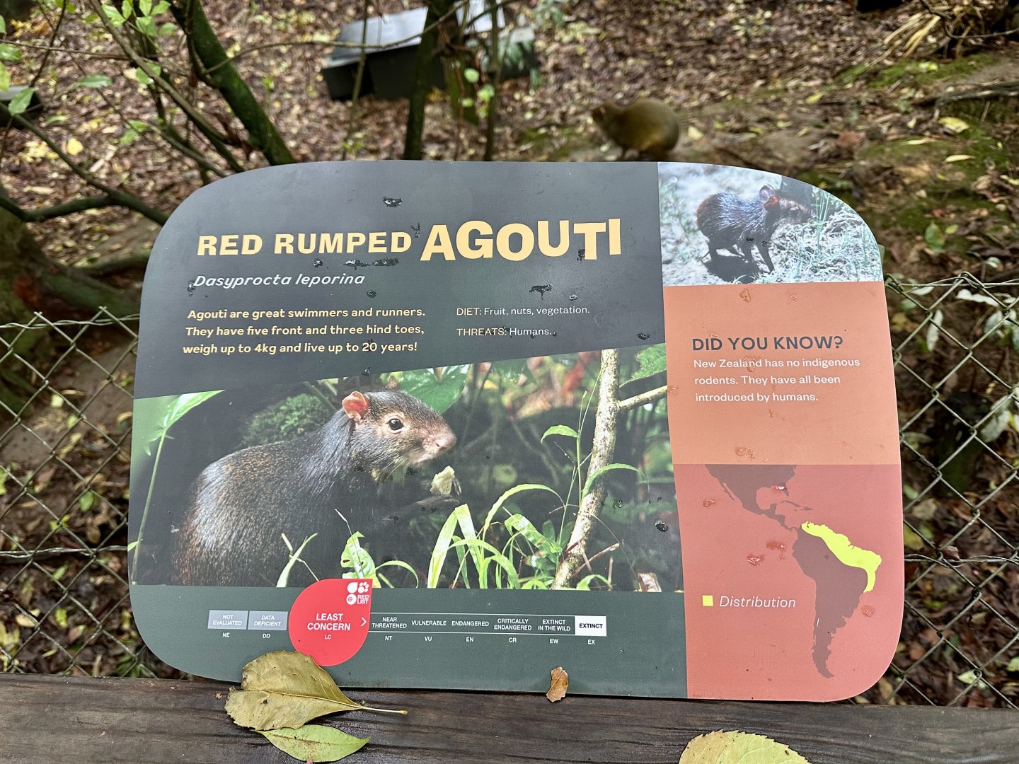Red-rumped Agouti Signage
