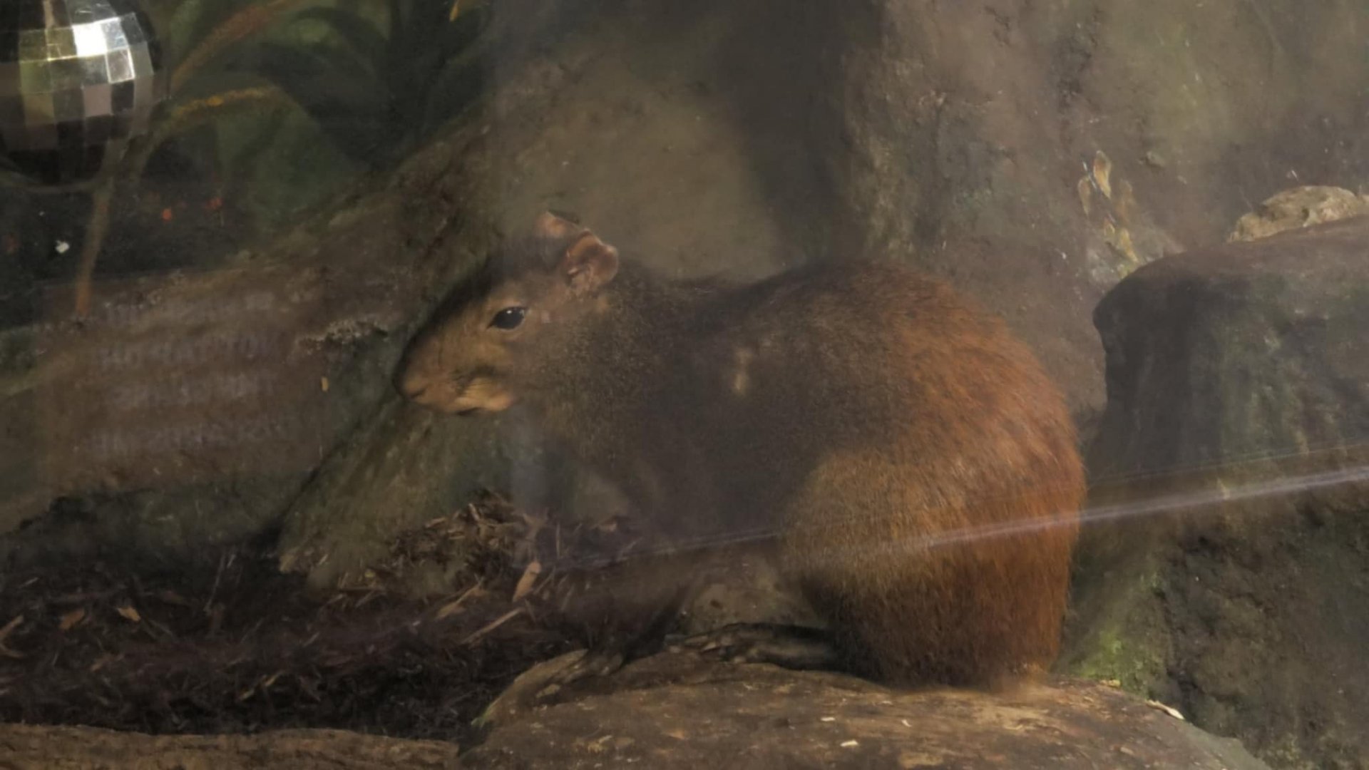 Red rumped agouti sitting on a stump