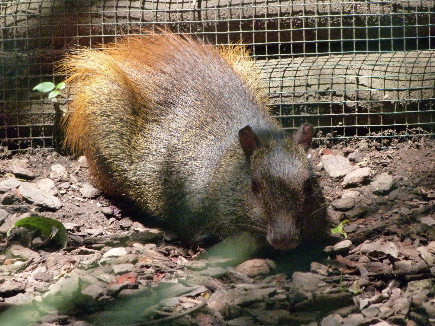 Red-rumped agouti -Zoo d'Asson (2025)