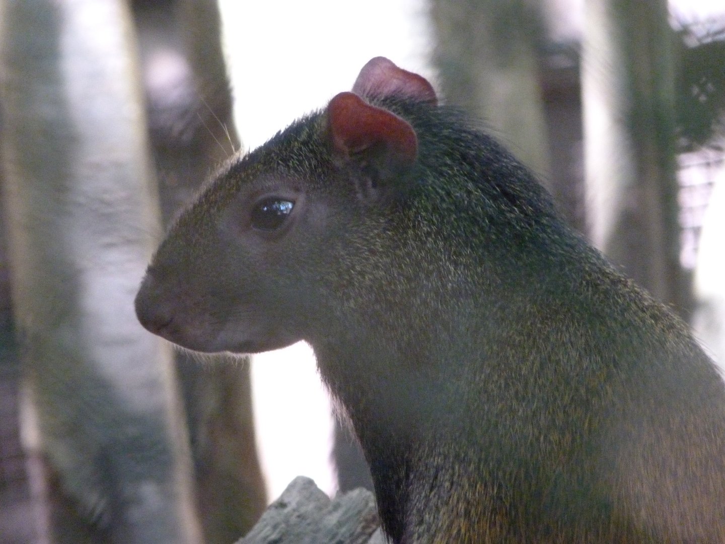 Red-rumped agouti -Zoo d'Asson (2025)