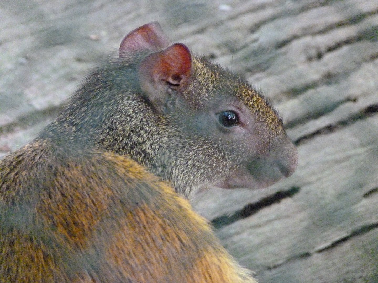 Red-rumped agouti -Zoo d'Asson (2025)