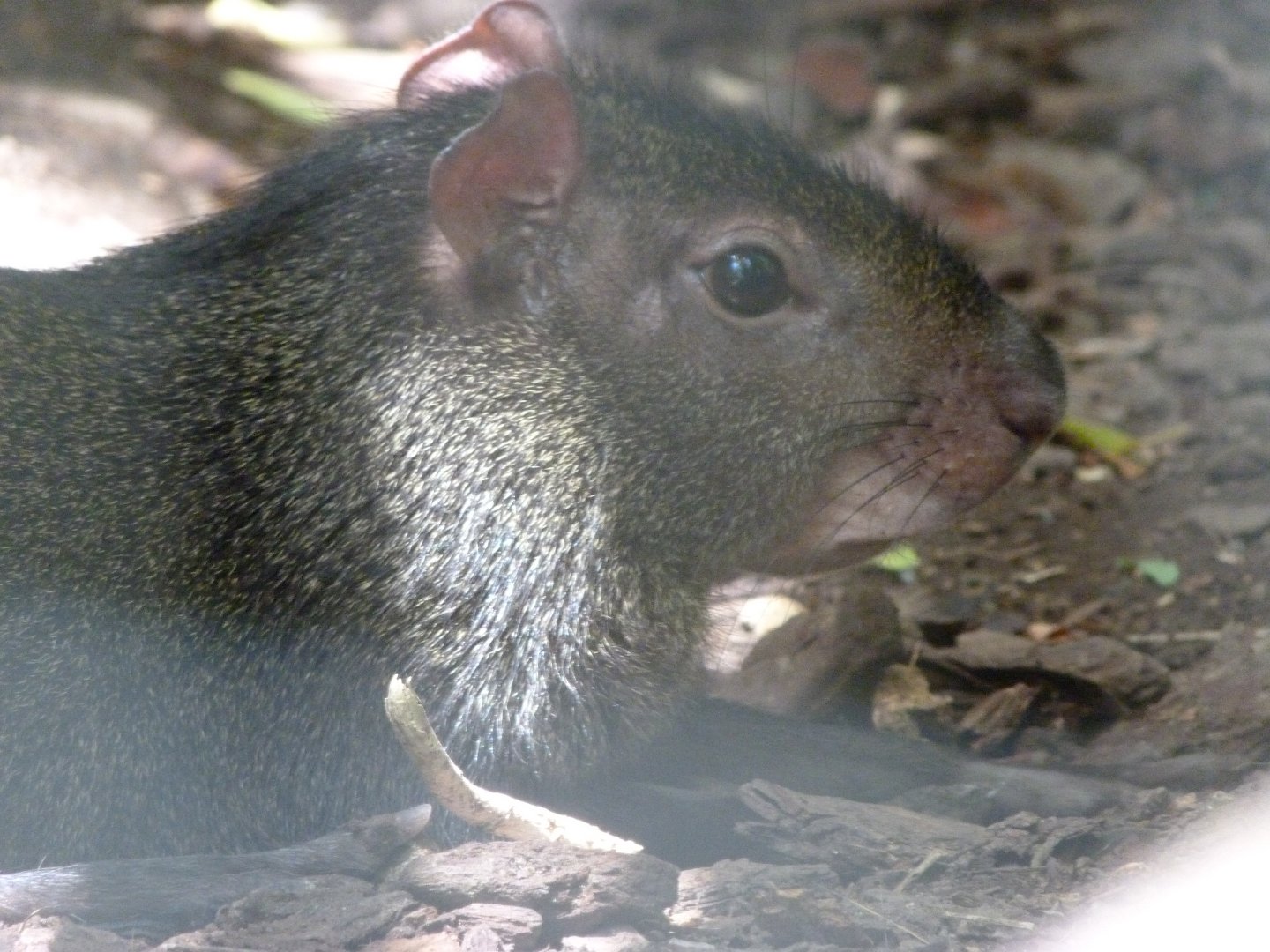 Red-rumped agouti -Zoo d'Asson (2025)