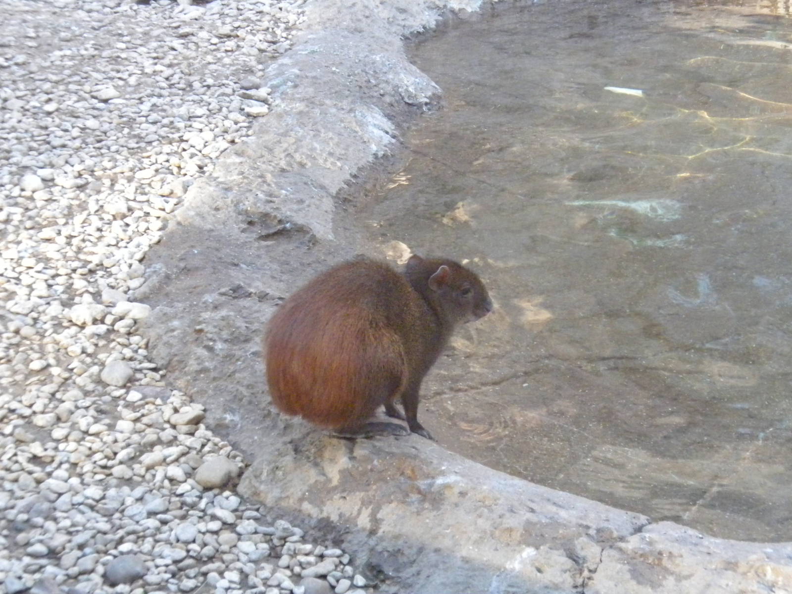 Red Rumped Agouti