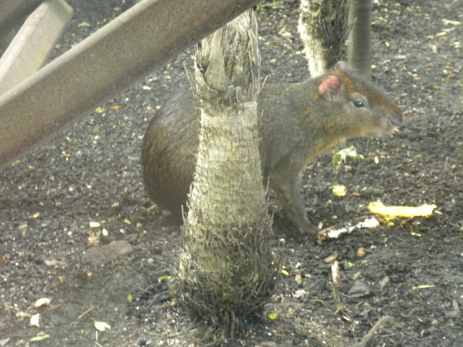 Red-Rumped Agouti