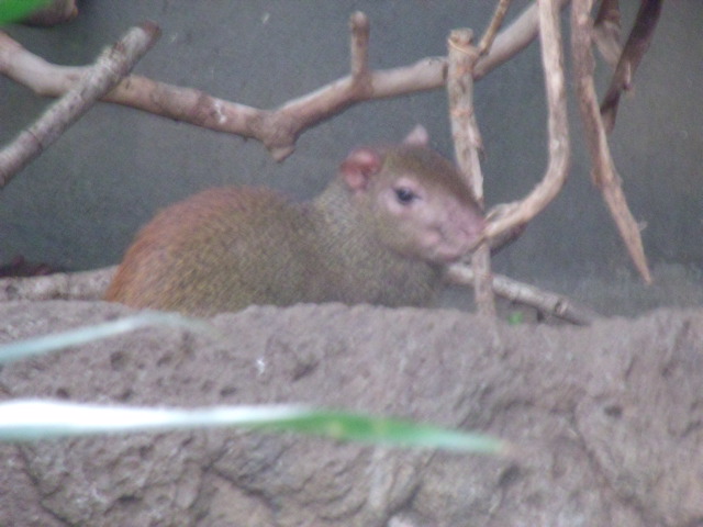 Red-Rumped Agouti
