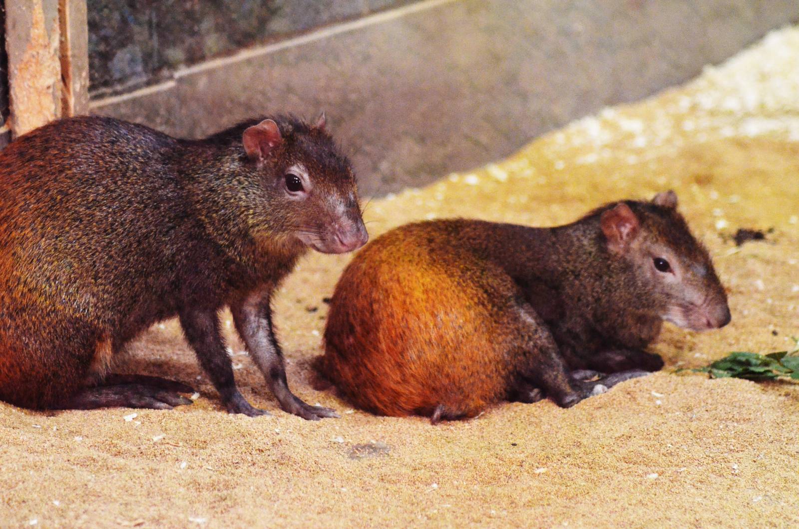Red-rumped Agouti