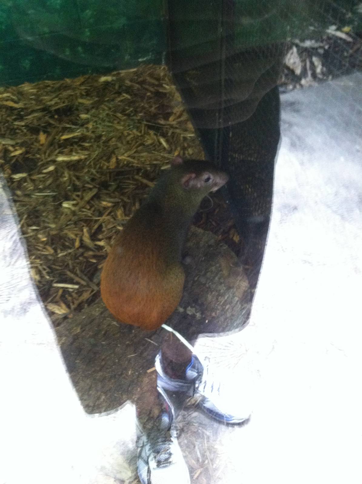 Red-Rumped Agouti