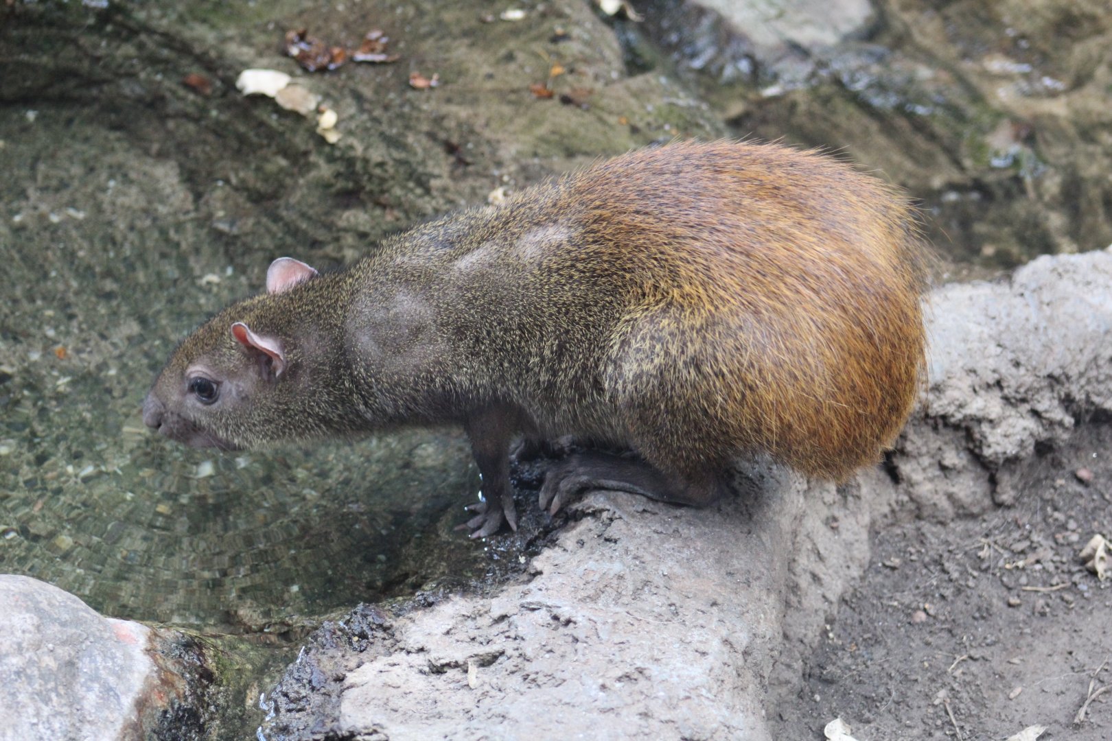 Red-Rumped Agouti