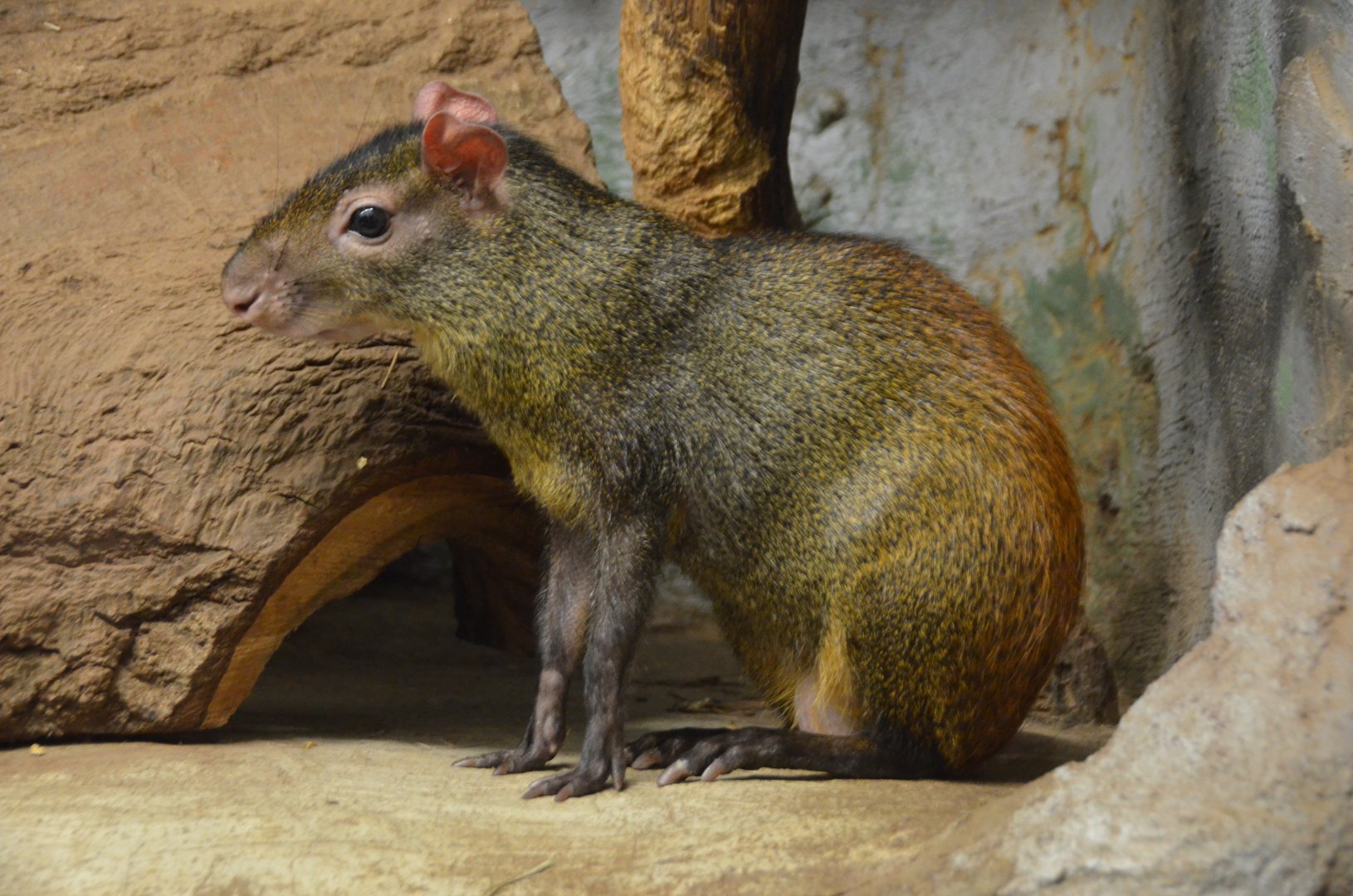 Red-Rumped Agouti