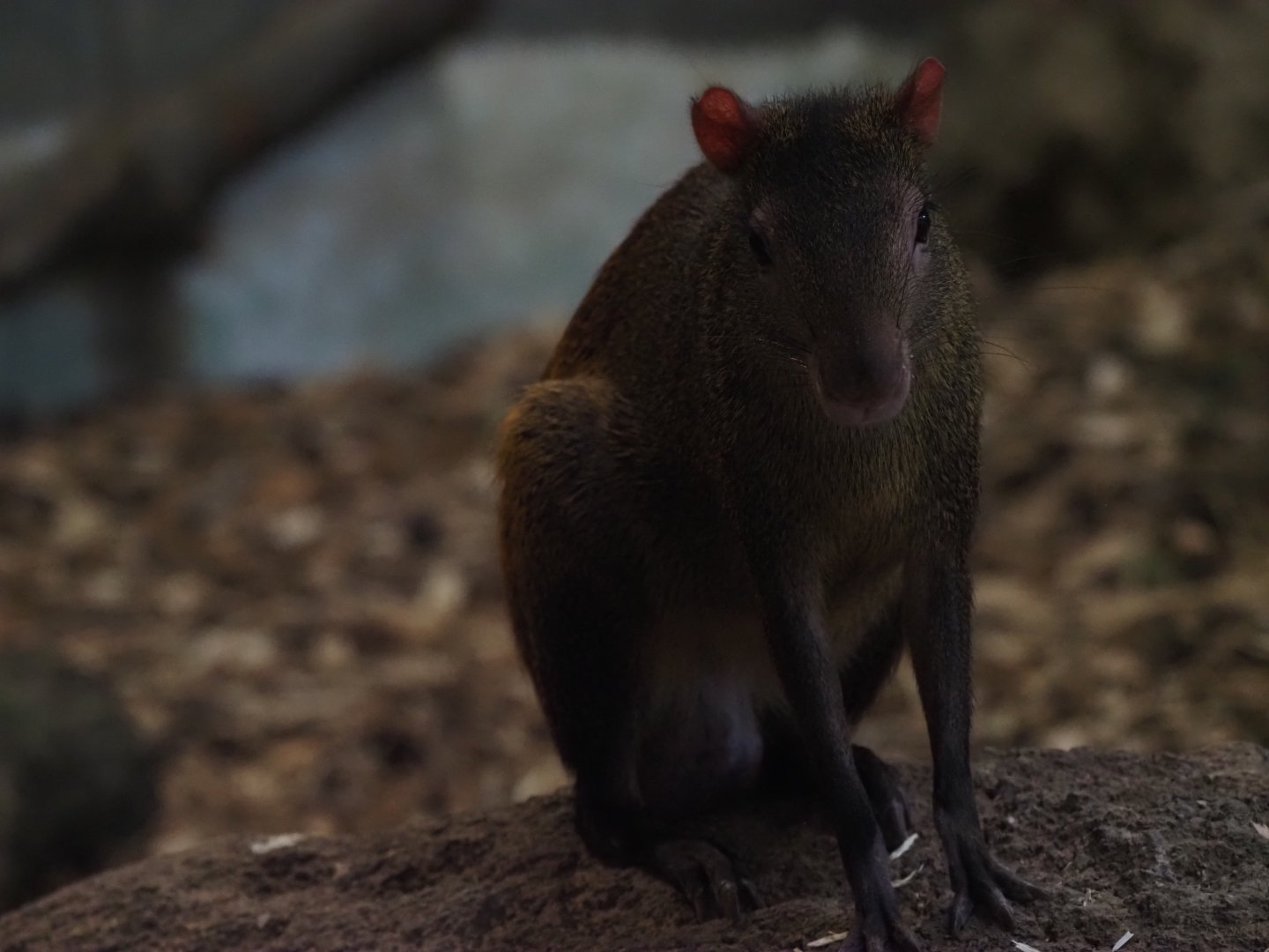 Red-rumped agouti