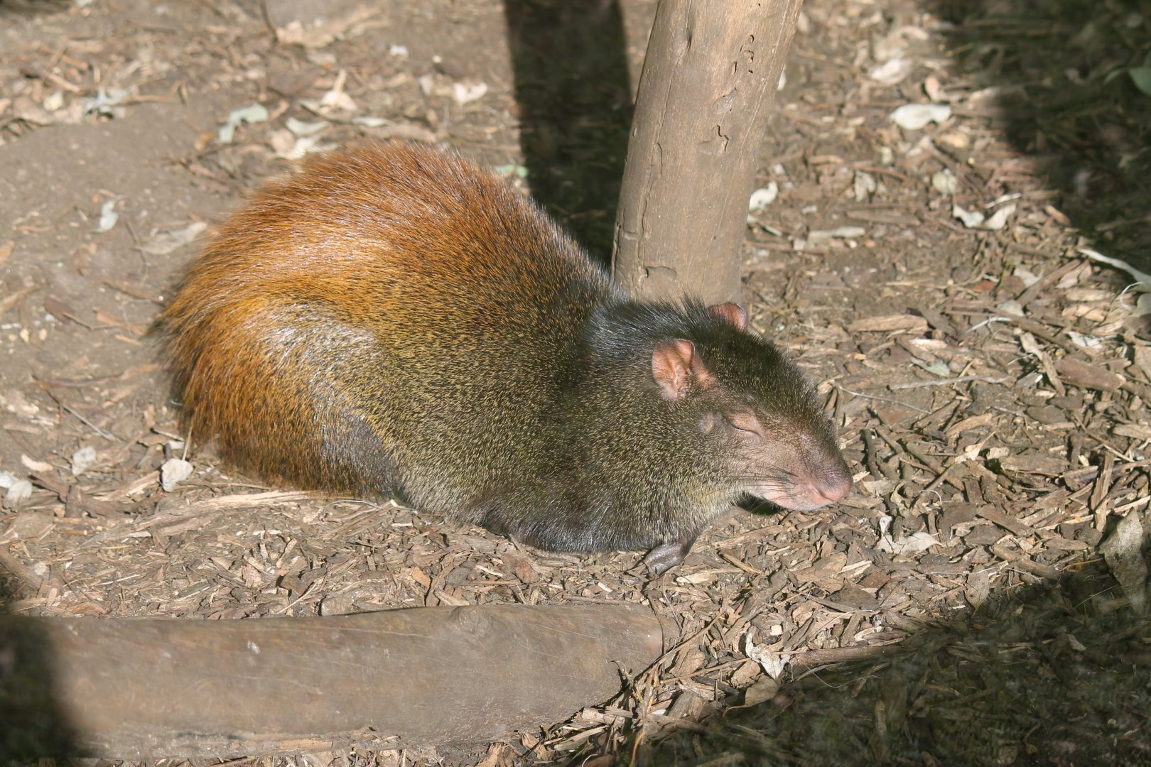 Red-rumped Agouti