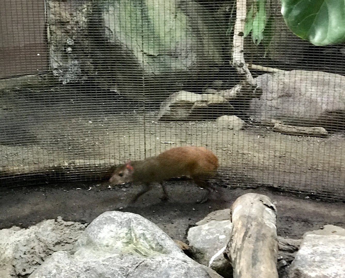 Red-rumped Agouti