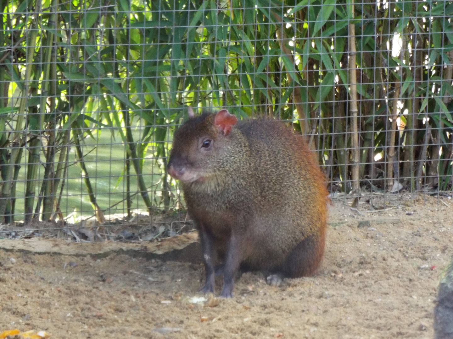 Red-Rumped Agouti