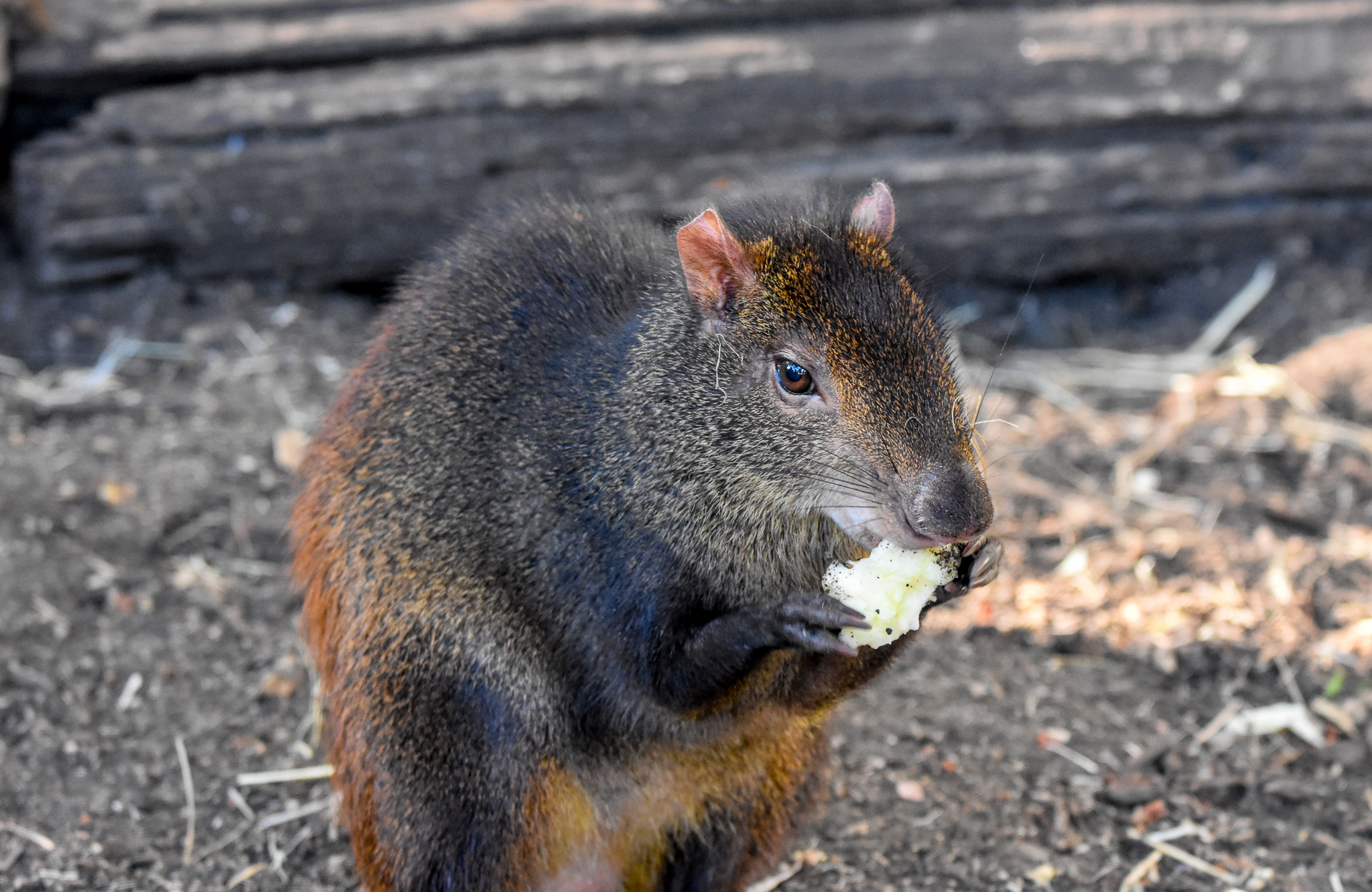 Red-rumped Agouti