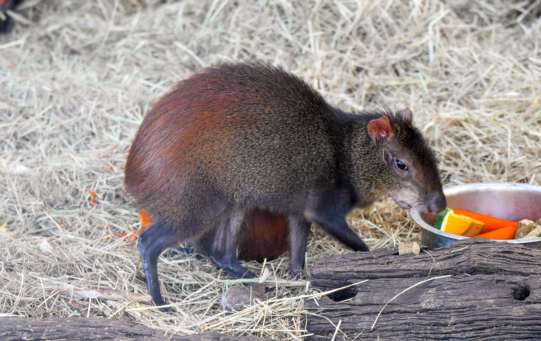 Red-rumped Agouti