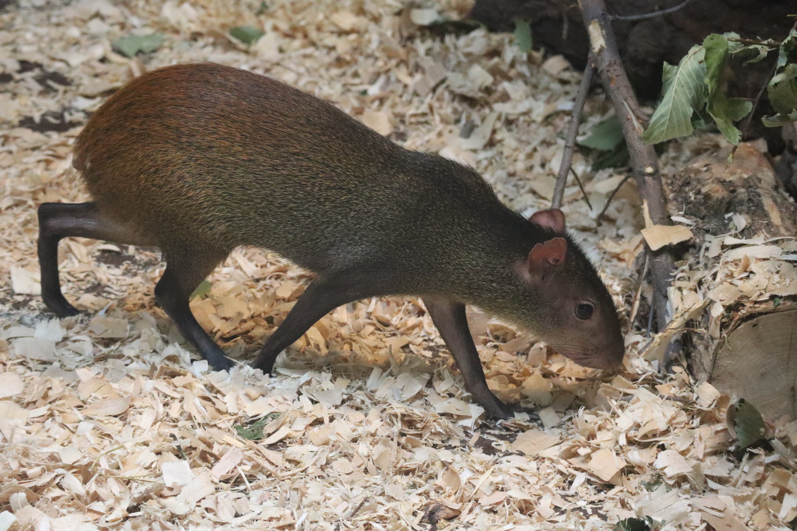 Red Rumped Agouti