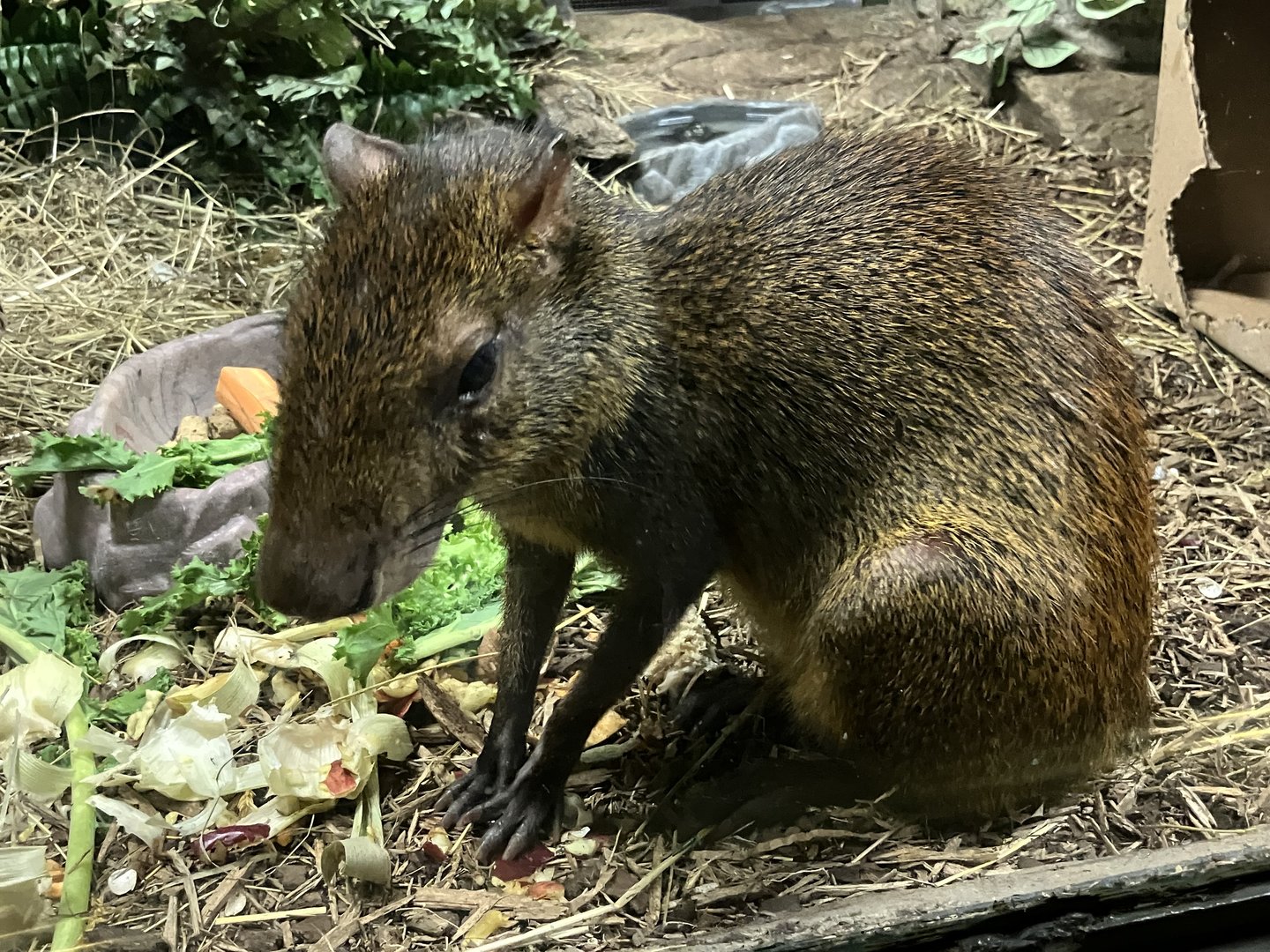 Red-Rumped Agouti