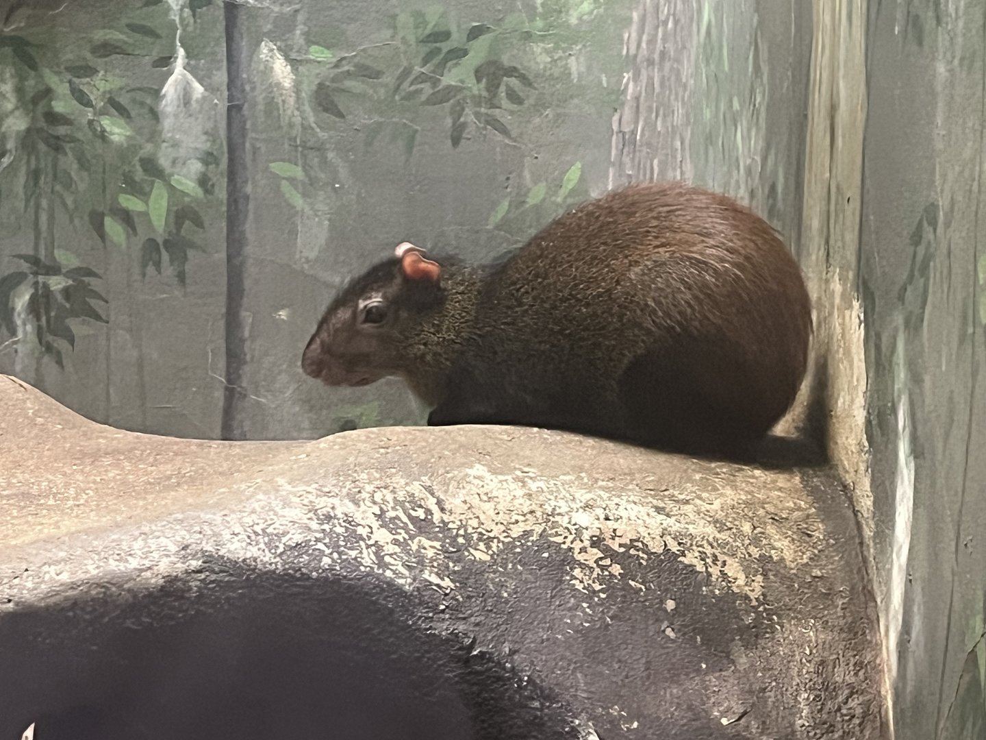 Red-Rumped Agouti