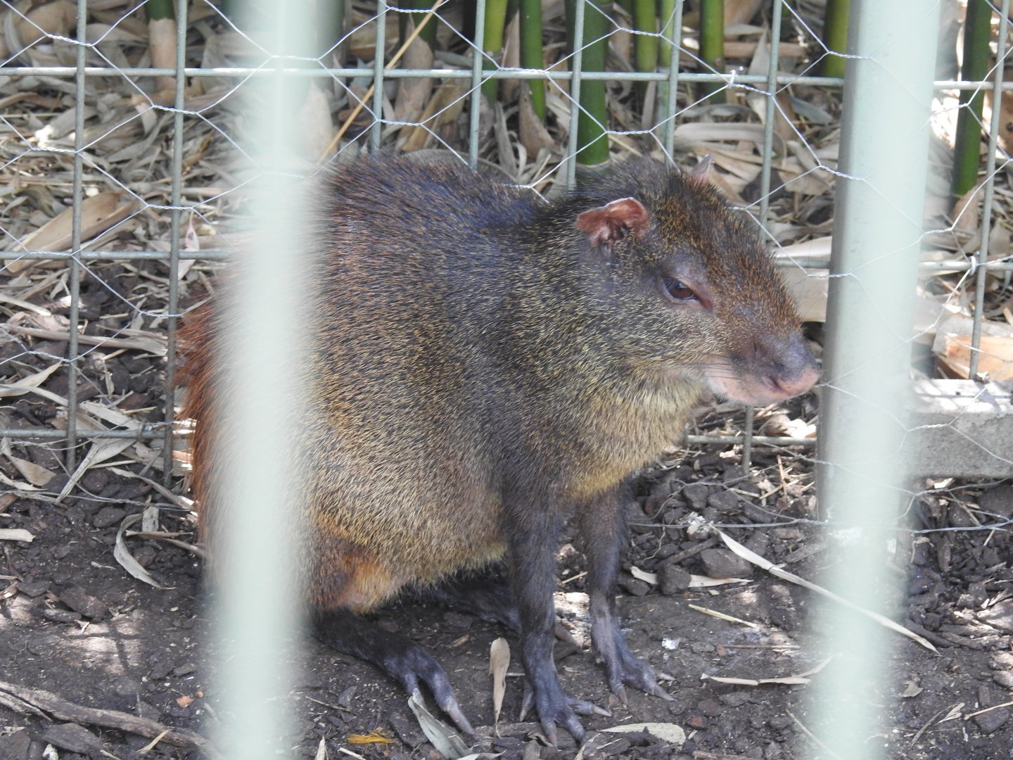 Red-Rumped Agouti