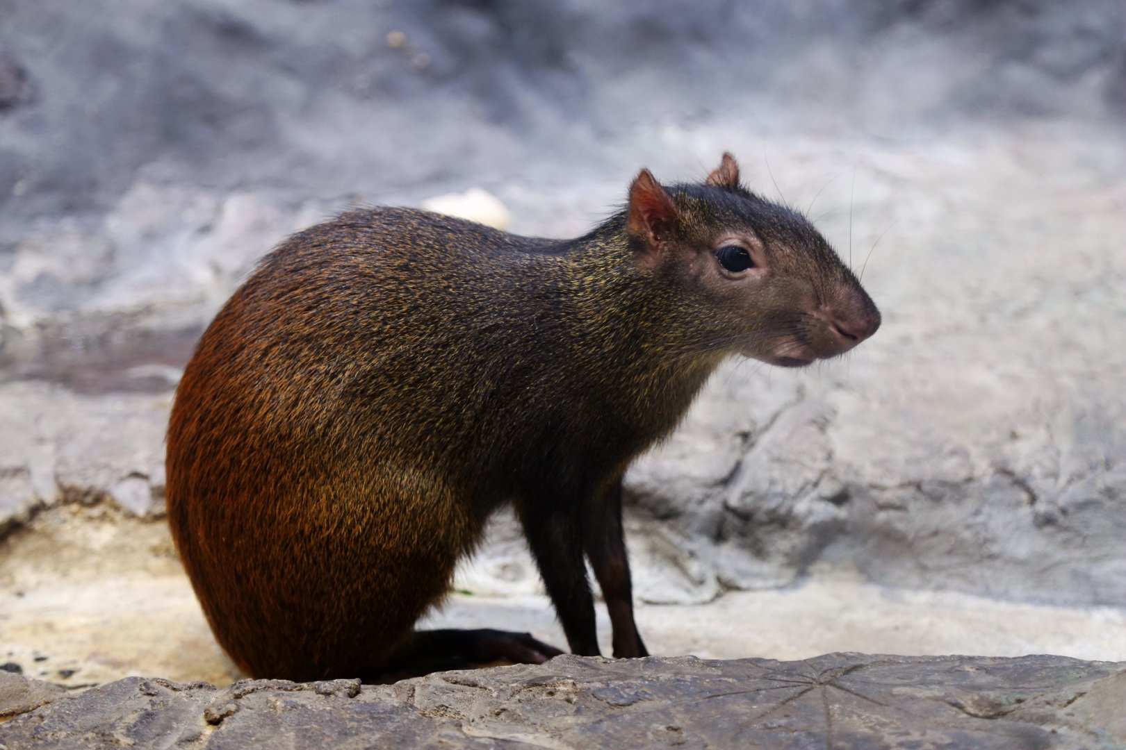 Red-rumped Agouti