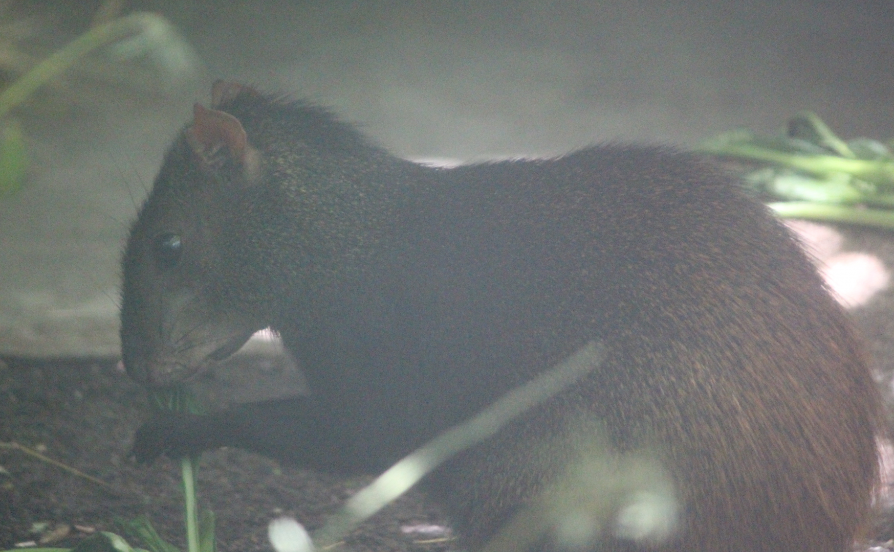 Red-Rumped Agouti