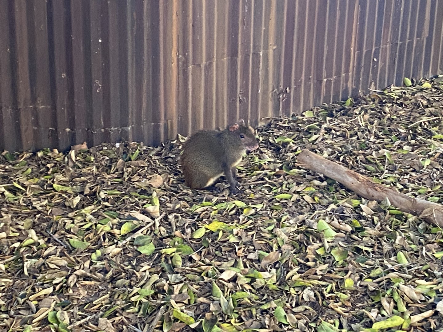 Red-rumped agouti