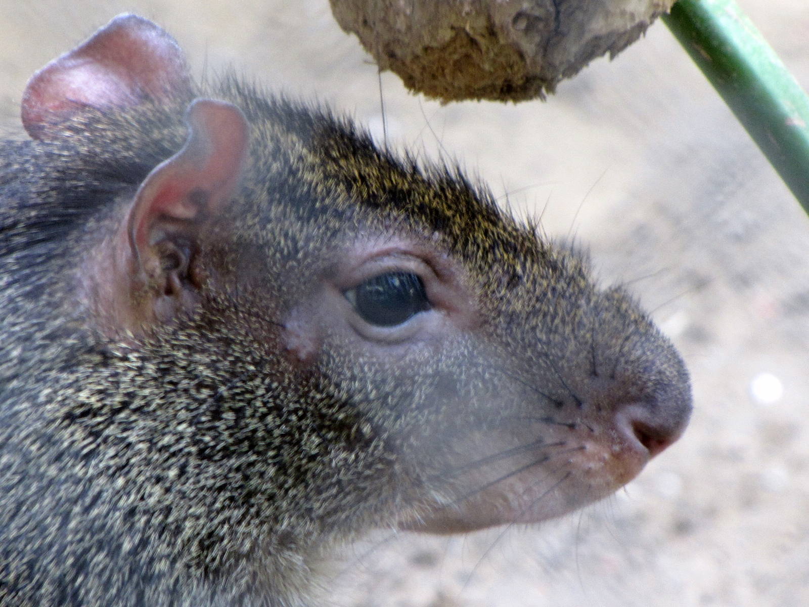 Red-rumped Agouti