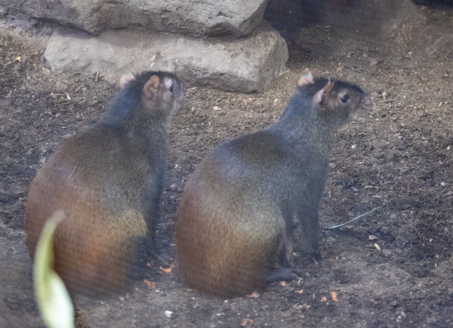 Red-rumped Agoutis