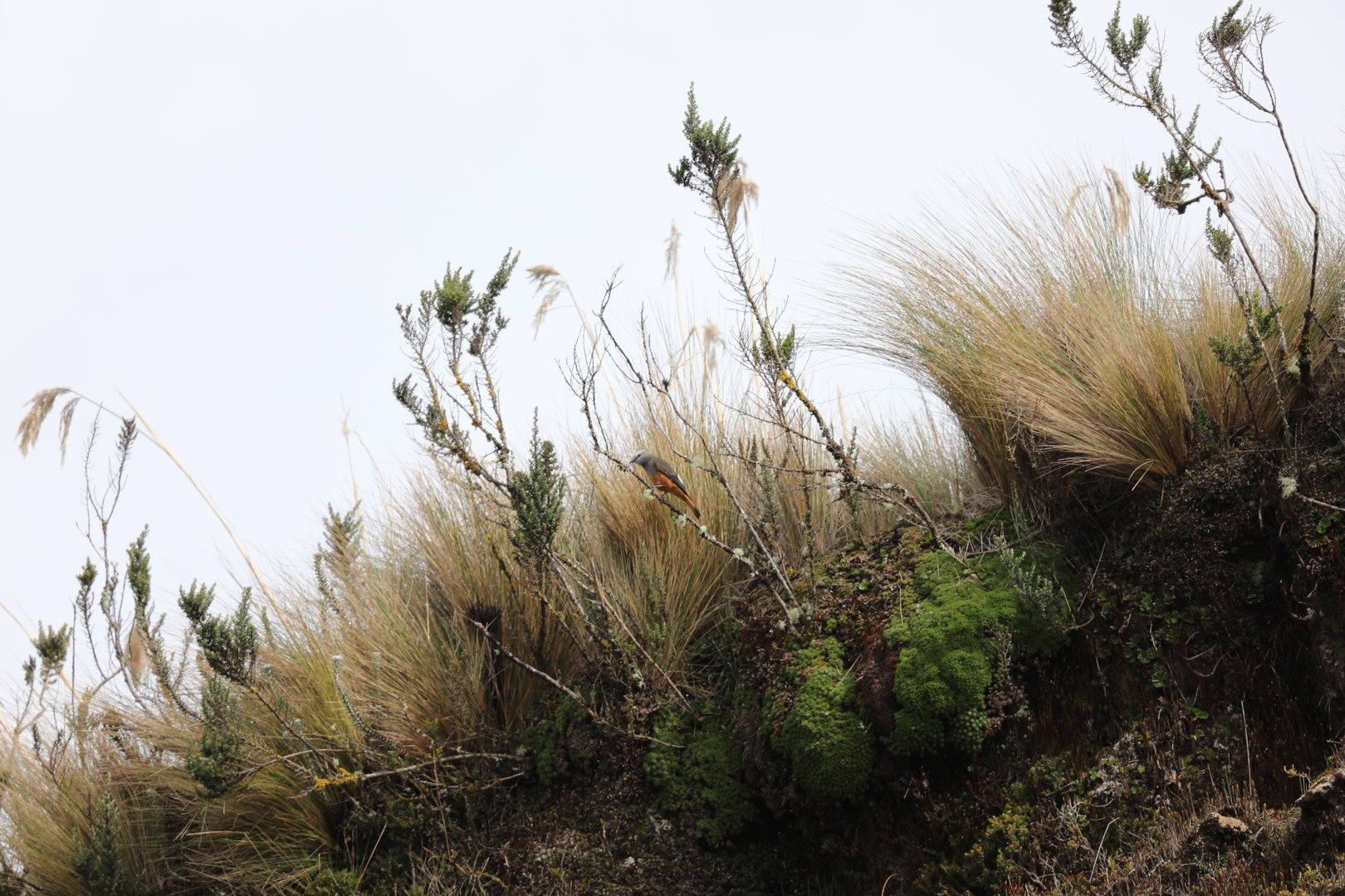 Red-rumped Bush-Tyrant (Cnemarchus erythropygius)