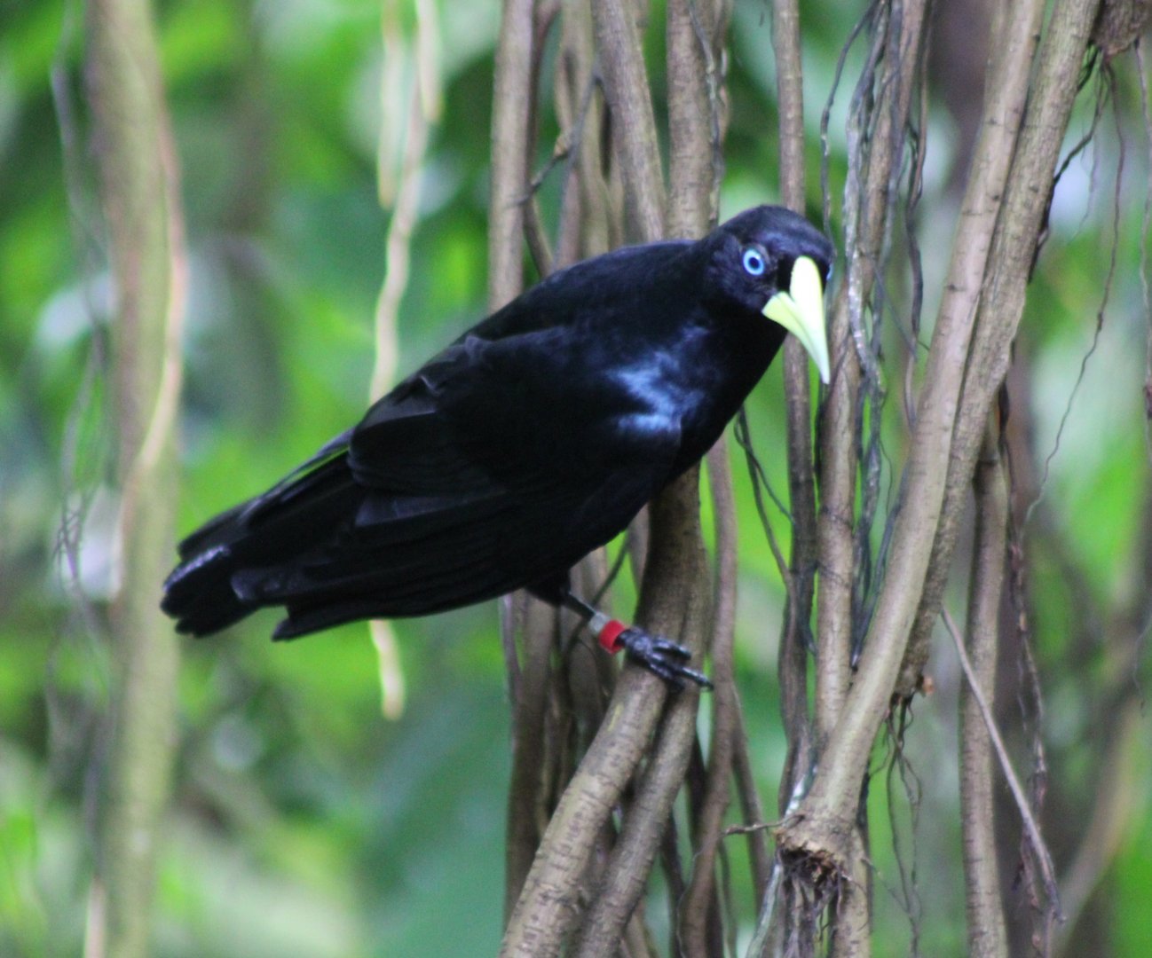 Red-rumped cacique -adult