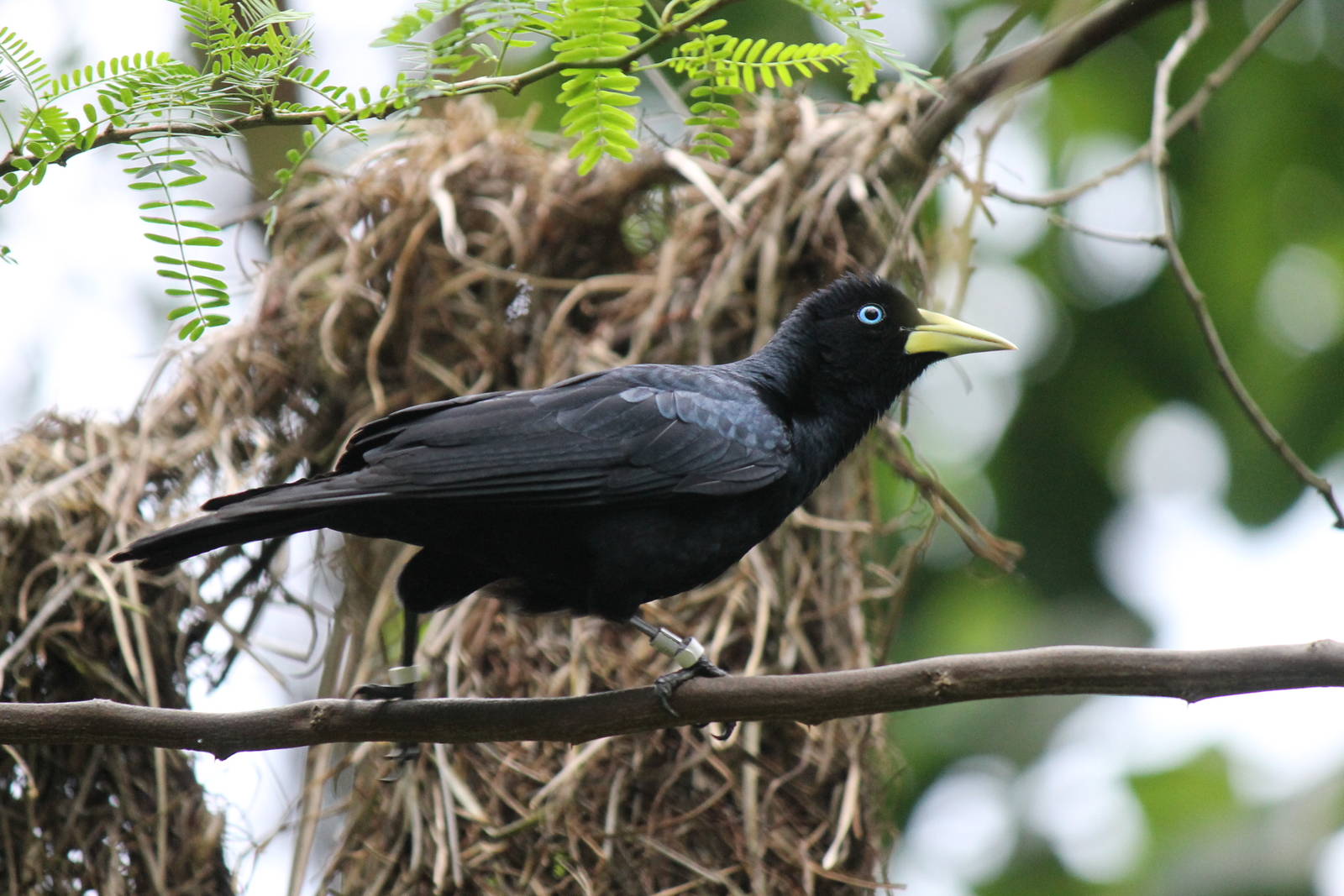 Red-rumped cacique, Burgers' Bush