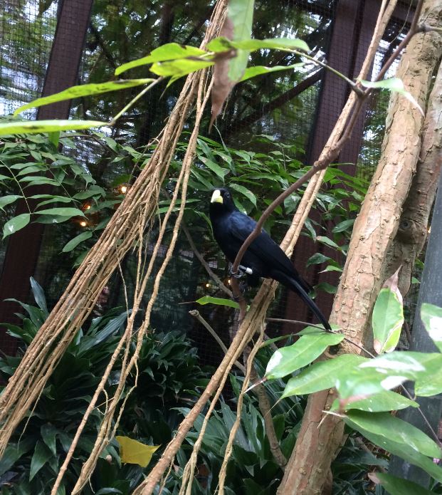 Red-Rumped Cacique (Cacicus haemorrhous) 2018