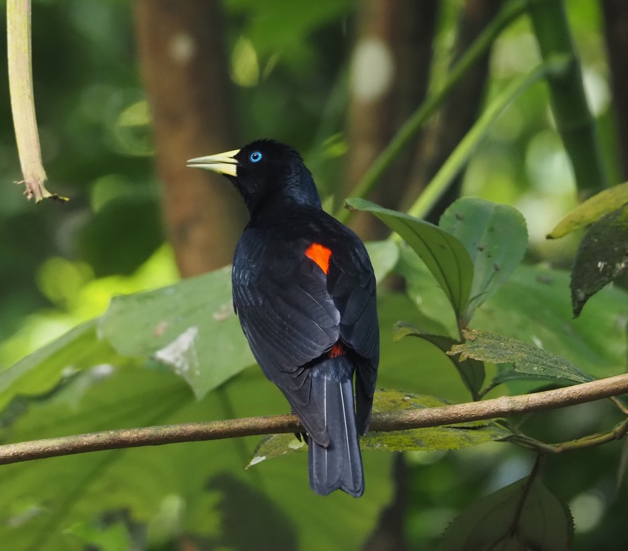 Red-rumped cacique (Cacicus haemorrhous), 2025-05-17